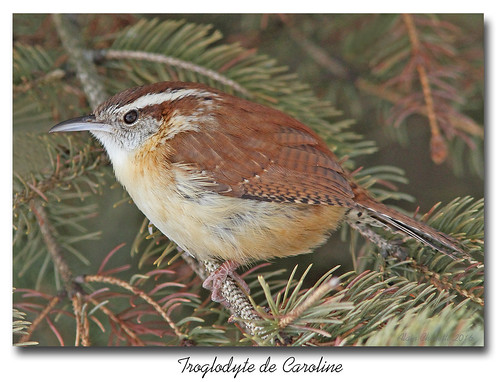 birds oiseaux carolinawren thryothorusludovicianus troglodytidae troglodytedecaroline stléonarddaston salmo52 alaincharette