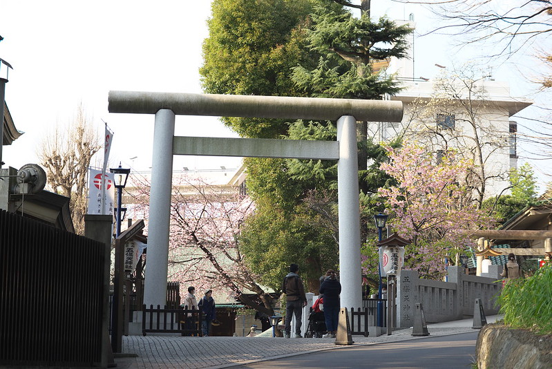 五條天神社の河津桜 東京路地裏散歩 2016年2月28日