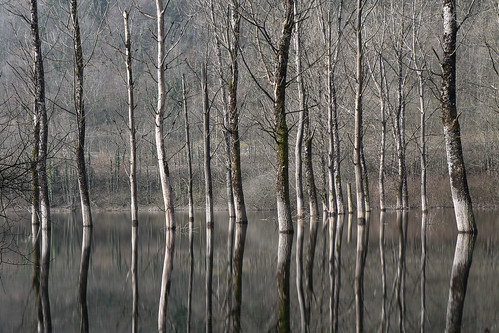 winter lake tree flood hiver lac arbre innondation ain poselongue leshôpitaux filtrend400 canoneos70d efs18135mmf3556isstm
