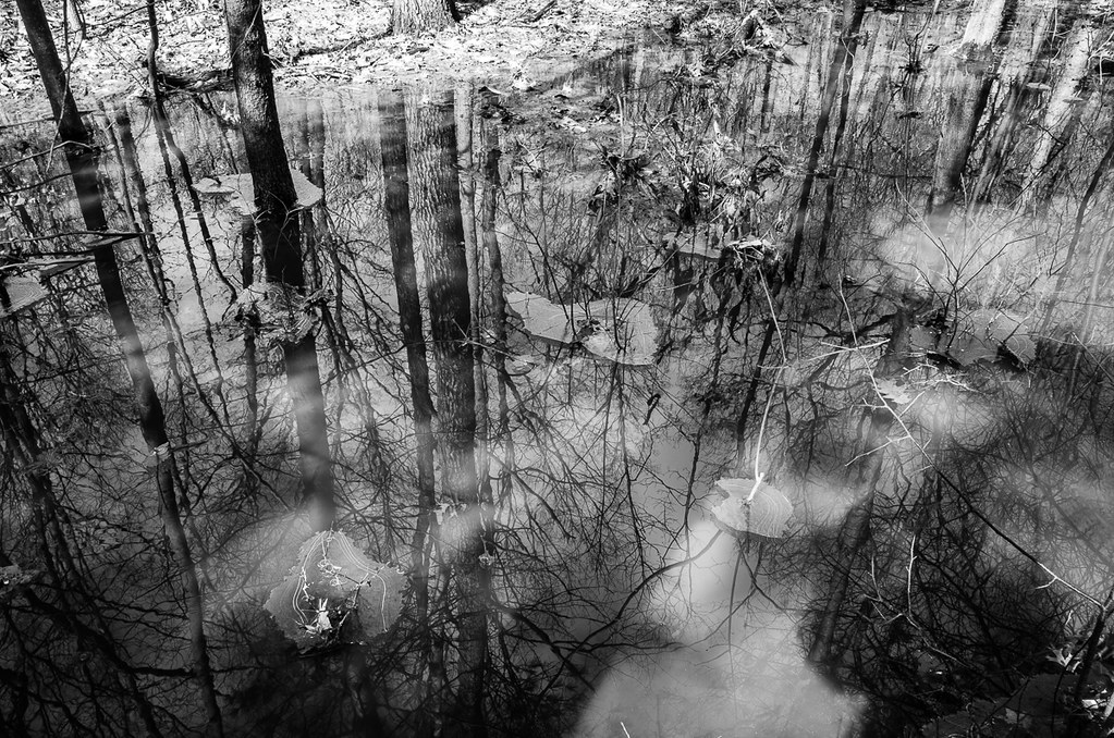 Tinker Hill swamp