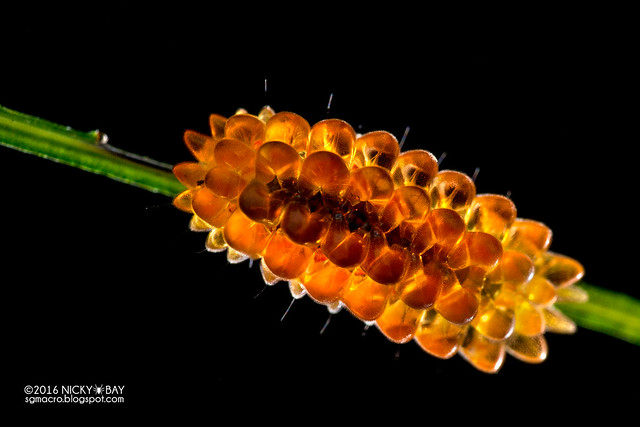Jewel caterpillar (Limacodidae) - DSC_0867