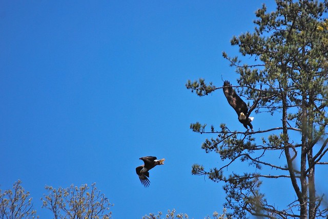 Adult bald eagle pair at Smith Mountain Lake State Park