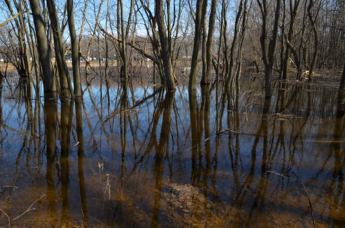 reflection tree water river spring eau reflet québec stlawrence stlaurent arbre printemps fleuve d5100 tamron16300vc