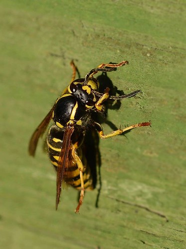 macro animal insect wasp