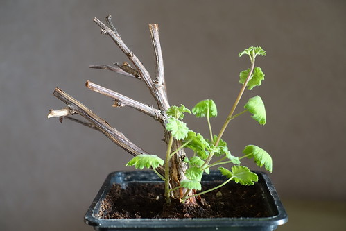 Pelargonium antidysentericum