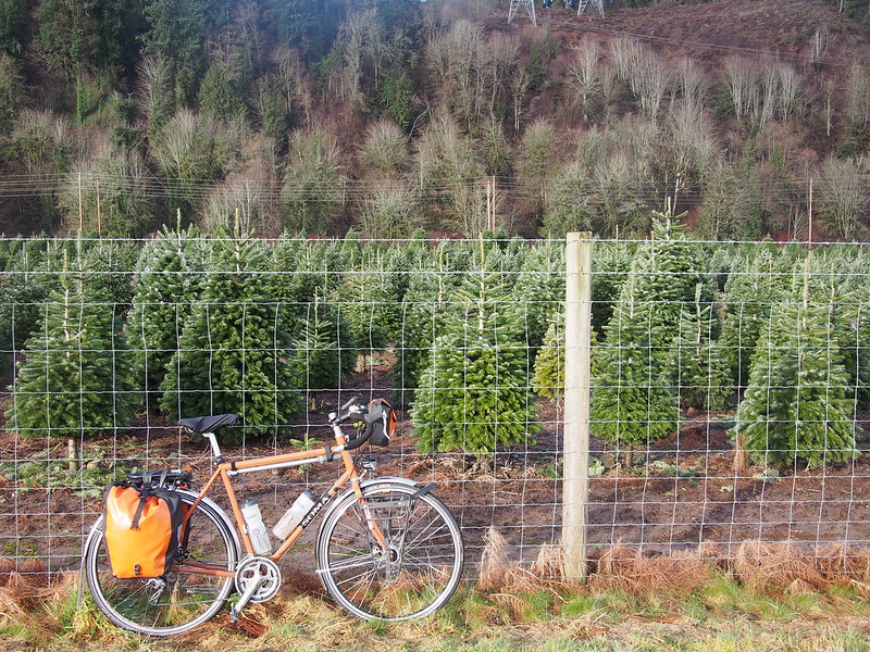 Toasty Tangerine and Christmas Tree Farm: The strip of land along the Foothills Trail is known for Christmas tree farms