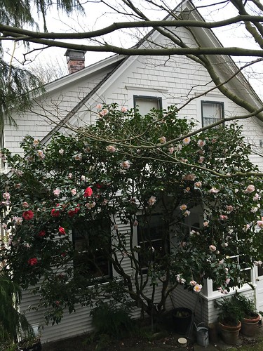Camellia in bloom, 2016