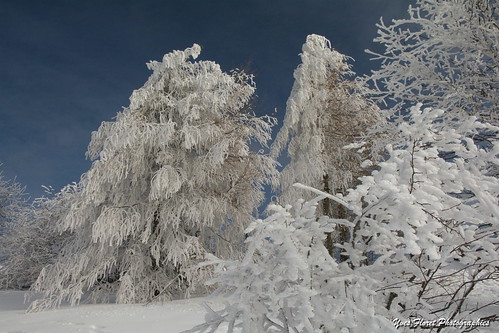 hiver arbres neige savoie froid