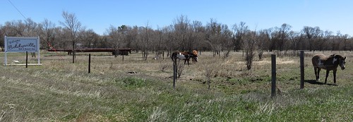 horses animals landscapes nebraska ne dawsoncounty eddyville citywelcomesigns