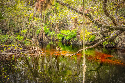 trees light fern green alva water creek reflections outdoors oak stream day branch florida branches rope swing swamp cypress serene lush ferns telegraph rectangle