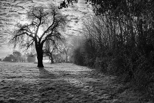 trees blackandwhite monochrome silhouette frost fuji fields fujifilm warwickshire barford x100s