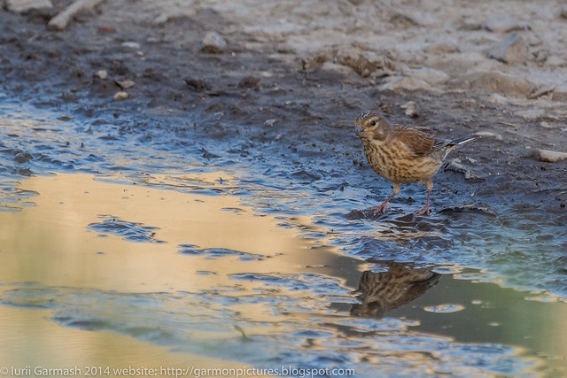 Common linnet near a puddle in a struggle to drink.