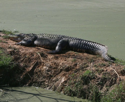 outdoor alabama aligator crocodile