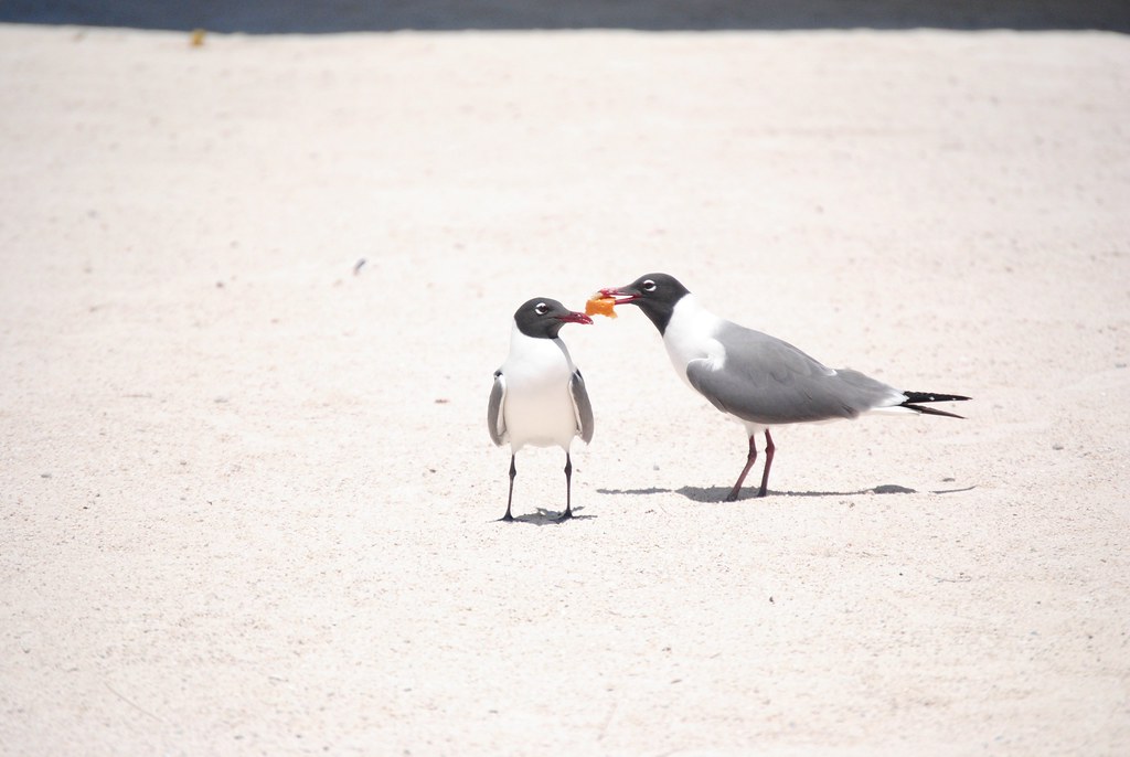 Florida Keys birds feeding