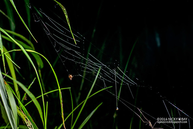 Bird dropping spider (Cyrtarachne sp.) - DSC_3456
