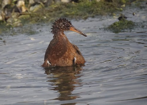 Light-footed Clapper Rail