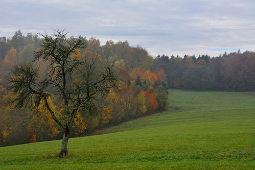 autumn trees forest automne landscape nikon contemporary sigma arbres paysage d7100 foréts 1770f284dcoshsmc