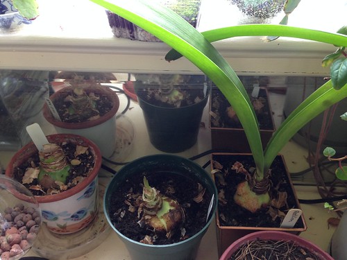 Three Red Lion amaryllis: 2011, 2014, 2008. No scapes yet this year.