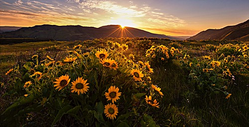 sunrise or wildflowers balsamroot rowenacrest
