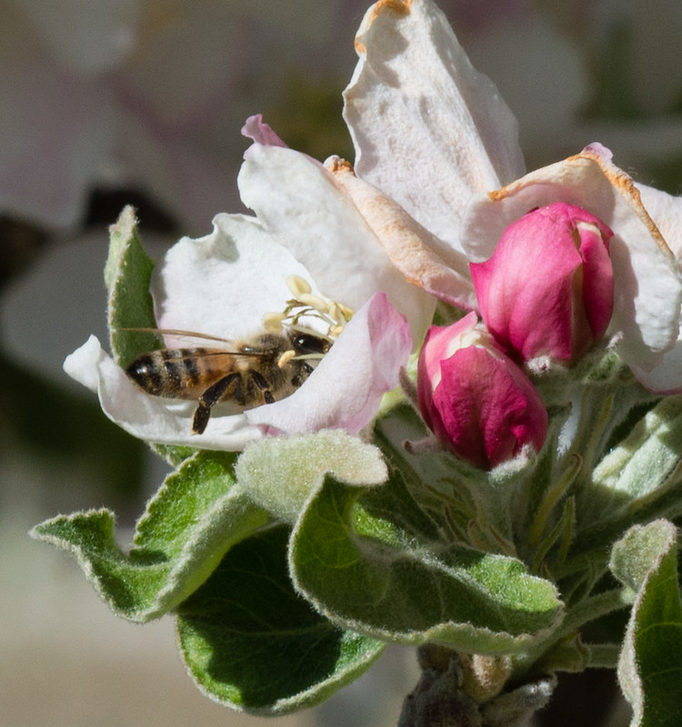 Bee on Apple Blossom 4