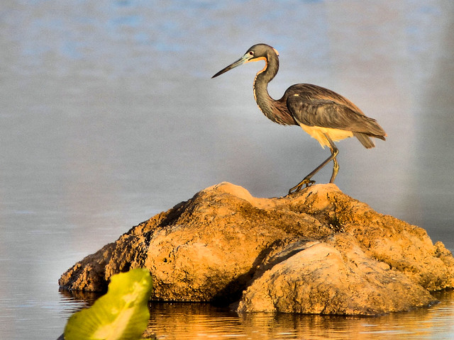Tricolored Heron HDR 2-20160411