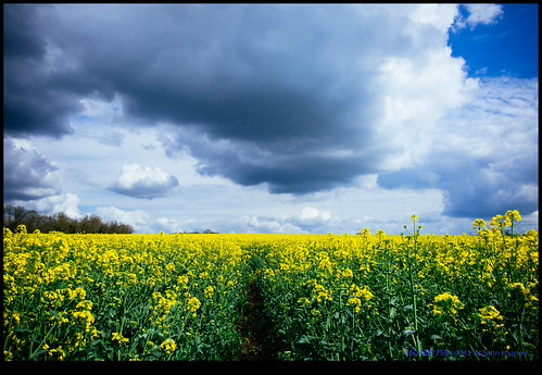 sky france clouds fields eurotrip fr barro rapeseed 2016 aquitainelimousinpoitoucharentes aquitainelimousinpoitoucharen