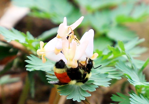 park county flower reis iowa bumblebee larry bombus kendallville pollinating breeches dutchmans tricolored winneshiek ternarius orangebelted