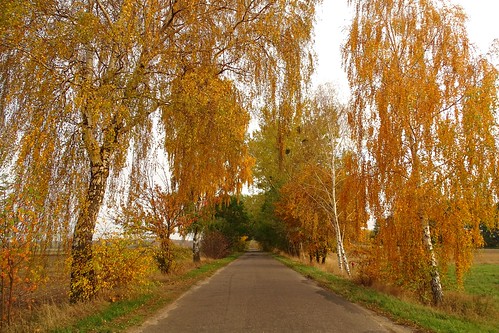 road autumn trees tree fall nature yellow landscape golden alley view path poland polska avenue lodzkie łódzkie kędziorki