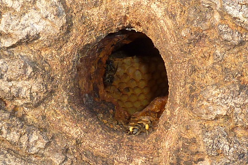 Fully laden bee returning to nest in tree in February