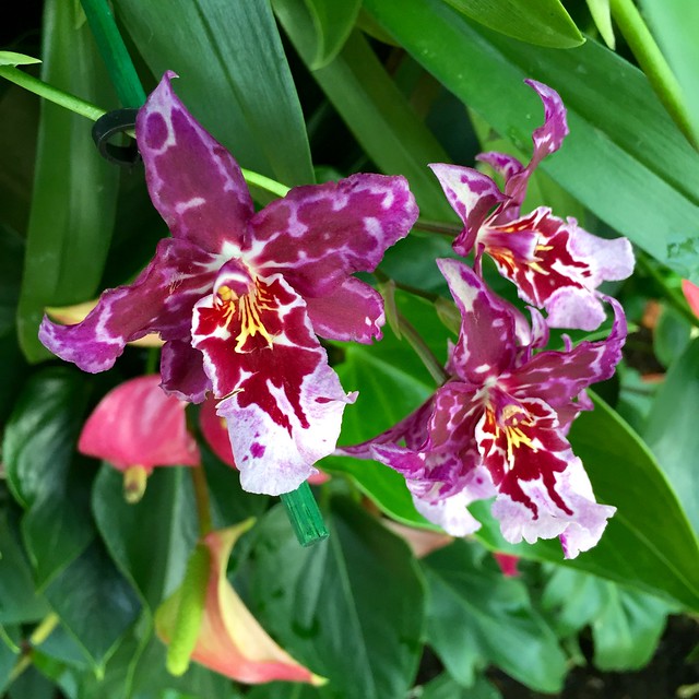 Kew Gardens Orchids 2016