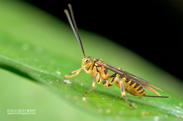 Ichneumon wasp (Pimplinae) - DSC_4472