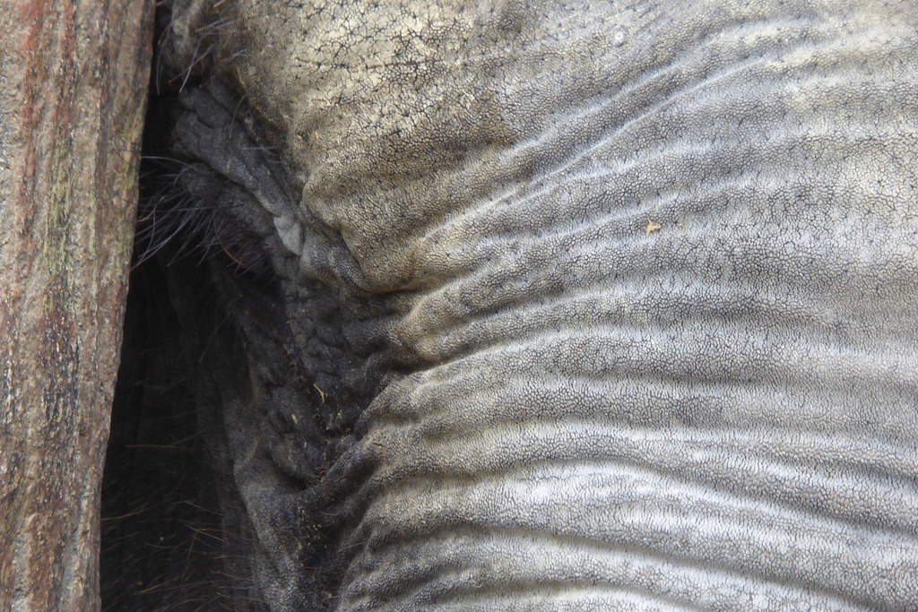 Elephant forhead