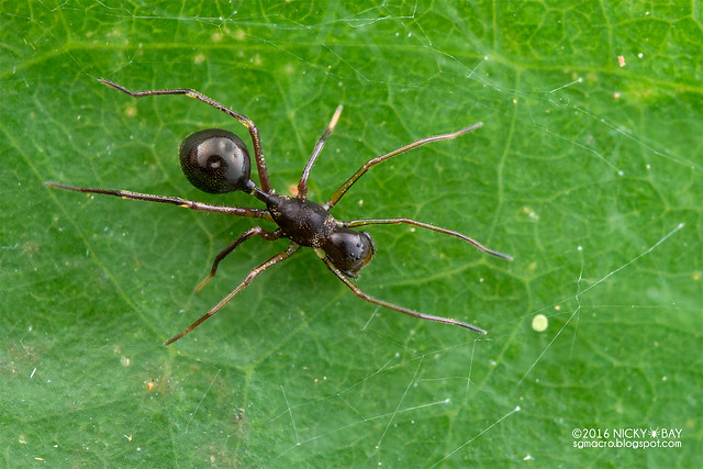 Ant-like sac spider (Sphecotypus sp.) - DSC_6716