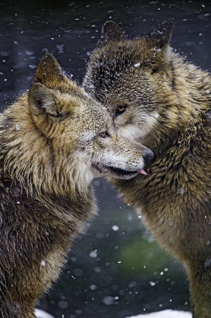 Two wolves saying hello