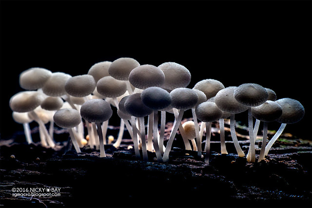 Mushrooms (Fungi) - DSC_9886