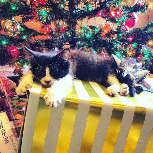 christmas cat kitten gifts presents