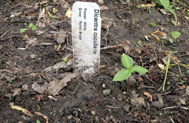 a plant marker in the ground next to an unrelated plant