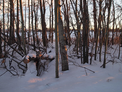 trees winter sunset snow canada field rural afternoon branches hiver champs arbres alberta neige campagne aprèsmidi coucherdesoleil décembre morinville december2015