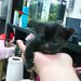 I maybe wee but I'm tough. PUT ME DOOOOWN!! - Bud  #cat #kitten #catslover #catlover #neko #feline #blackcat #aww #omgsocute #adorable #tiny #palmsize #clinging #wee #luvkuching
