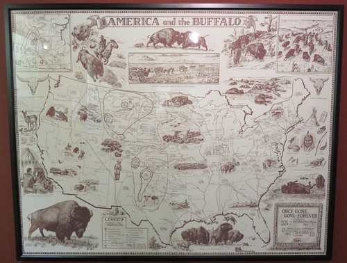 oklahoma animals buffalo woodward ok bison americanbison pioneermuseum woodwardcounty plainsindiansandpioneersmuseum