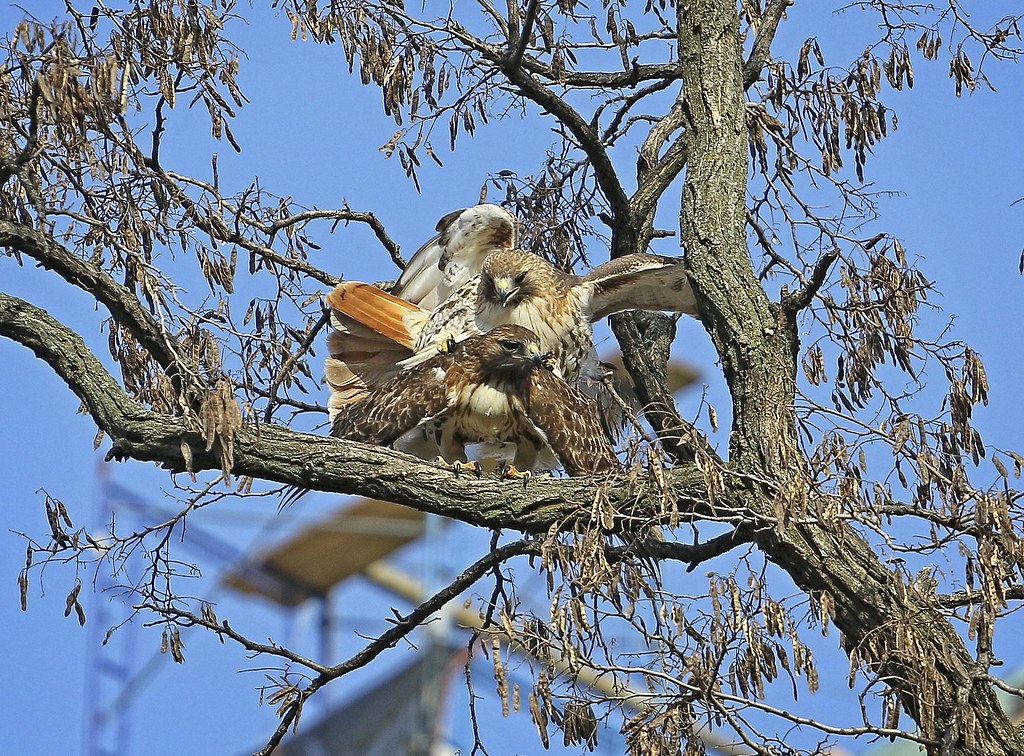 Hawks mating in Tompkins Square