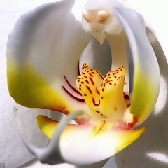 Orchid macro.