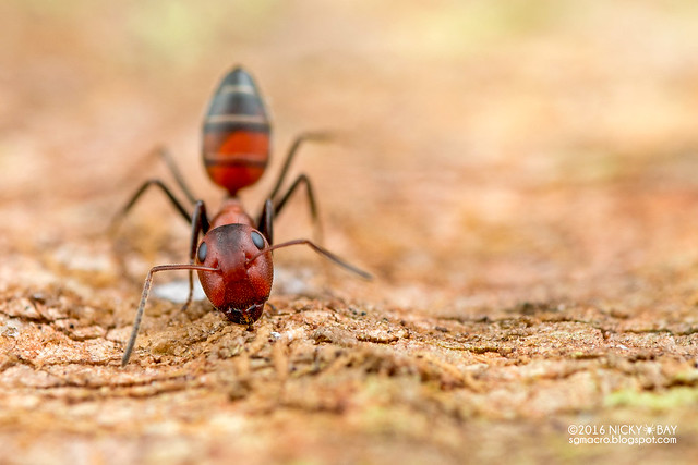 Ant (Formicidae) - DSC_6398