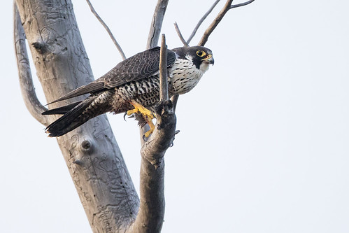 birds bc britishcolumbia raptor falcon perched peregrine princegeorge peregrinefalcon falcoperegrinus jeffdyck giscome eagletcreek