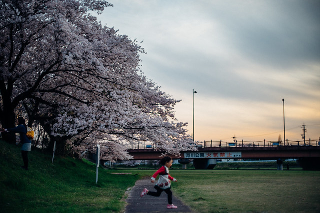 CherryBlossoms_404