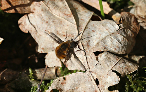 Dark-edged Bee-fly Bombylius major