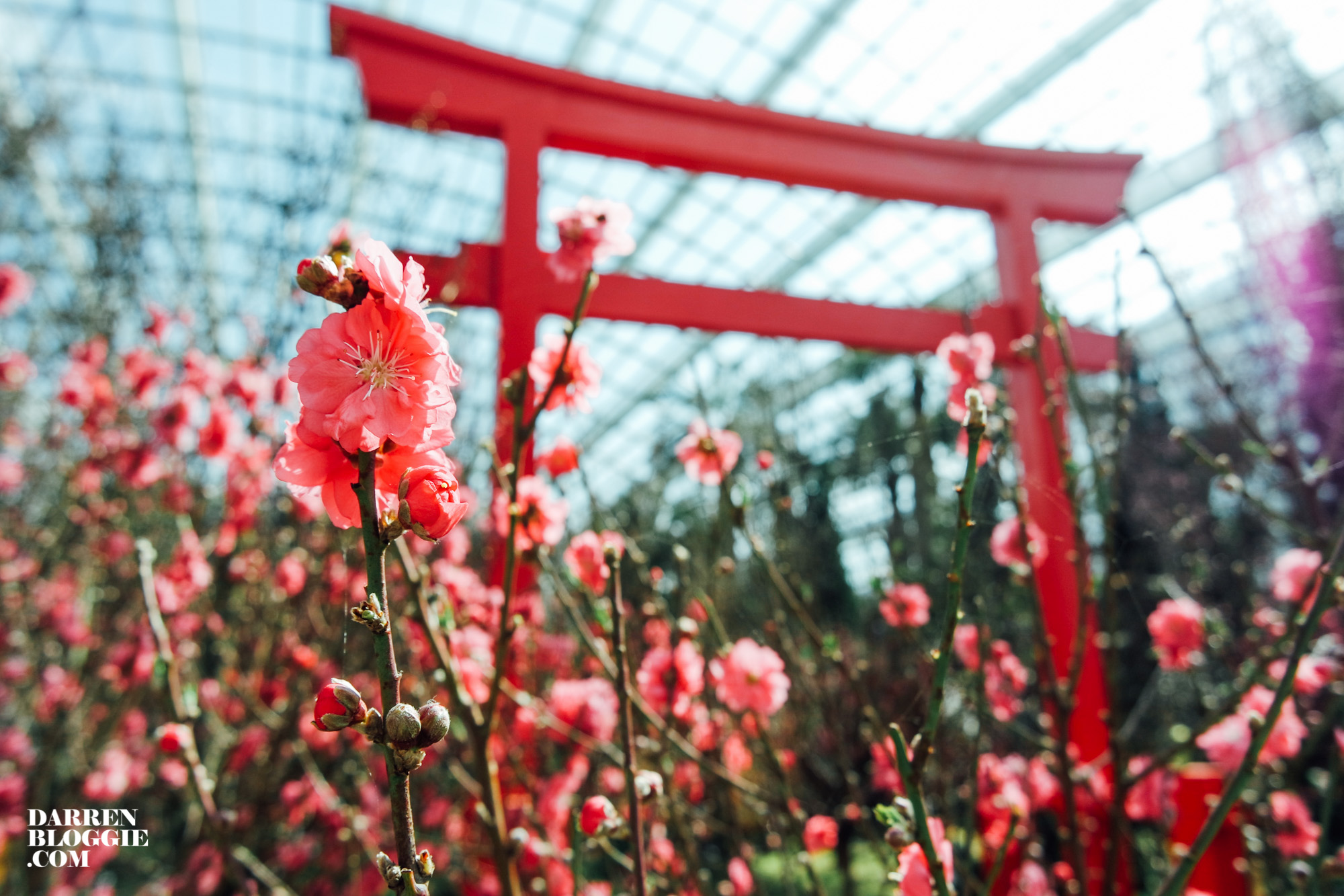 blossom-beats-sakura-cherry-gardensbythebay-2