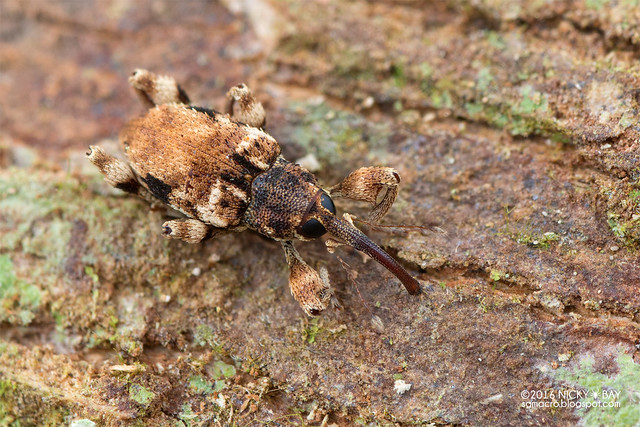Weevil (Curculionidae) - DSC_6849
