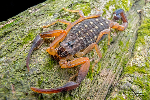 Bark scorpion (Lychas scutilus) - DSC03715