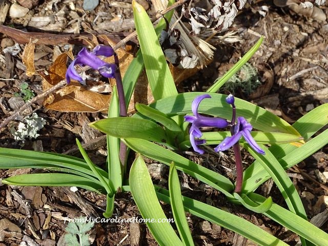 In the Garden March 2016 From MyCarolina Home